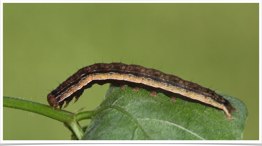 Anticarsia gemmatalis
Velvetbean Caterpillar
Perry County, Alabama